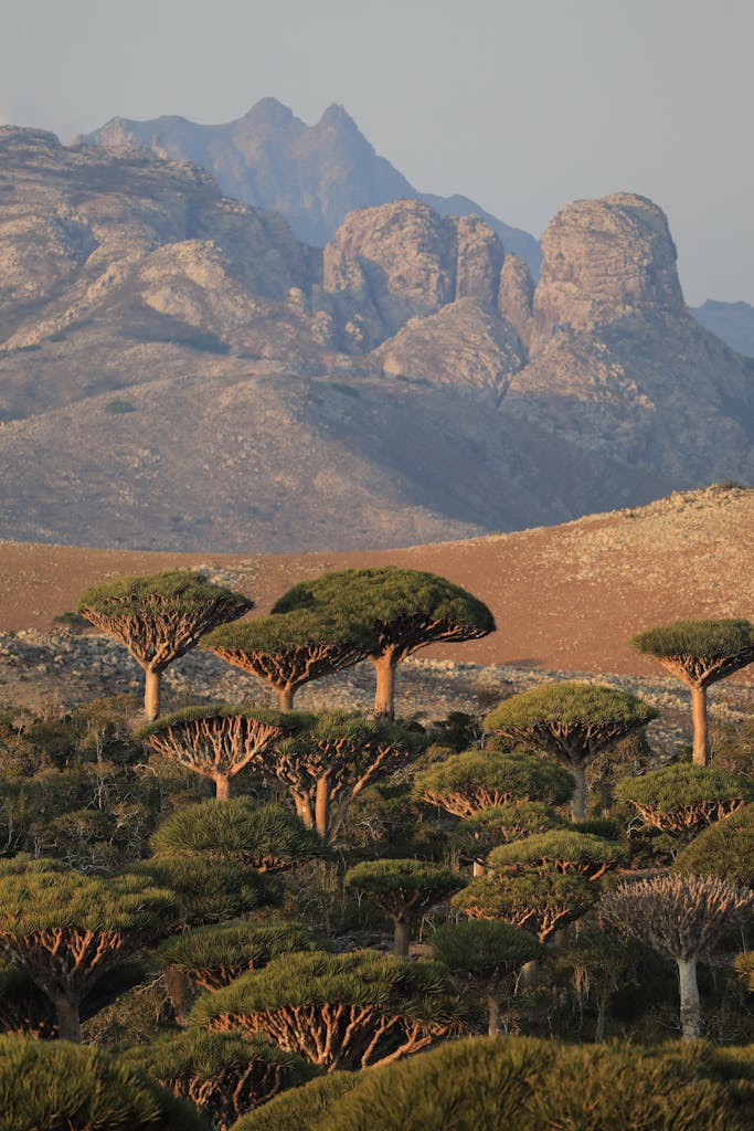 A stunning view of dragon trees against a rugged mountain backdrop at sunrise.